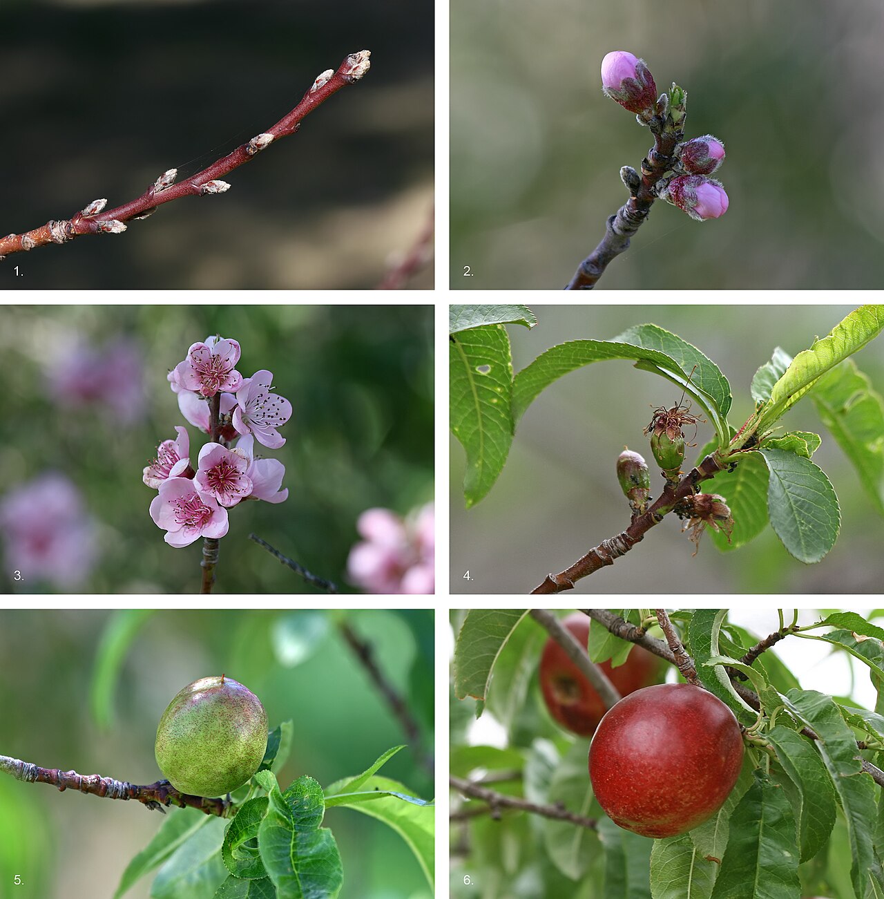 Prunus persica, Peach — spreading deciduous (Rosaceae) (image 1 of 9)