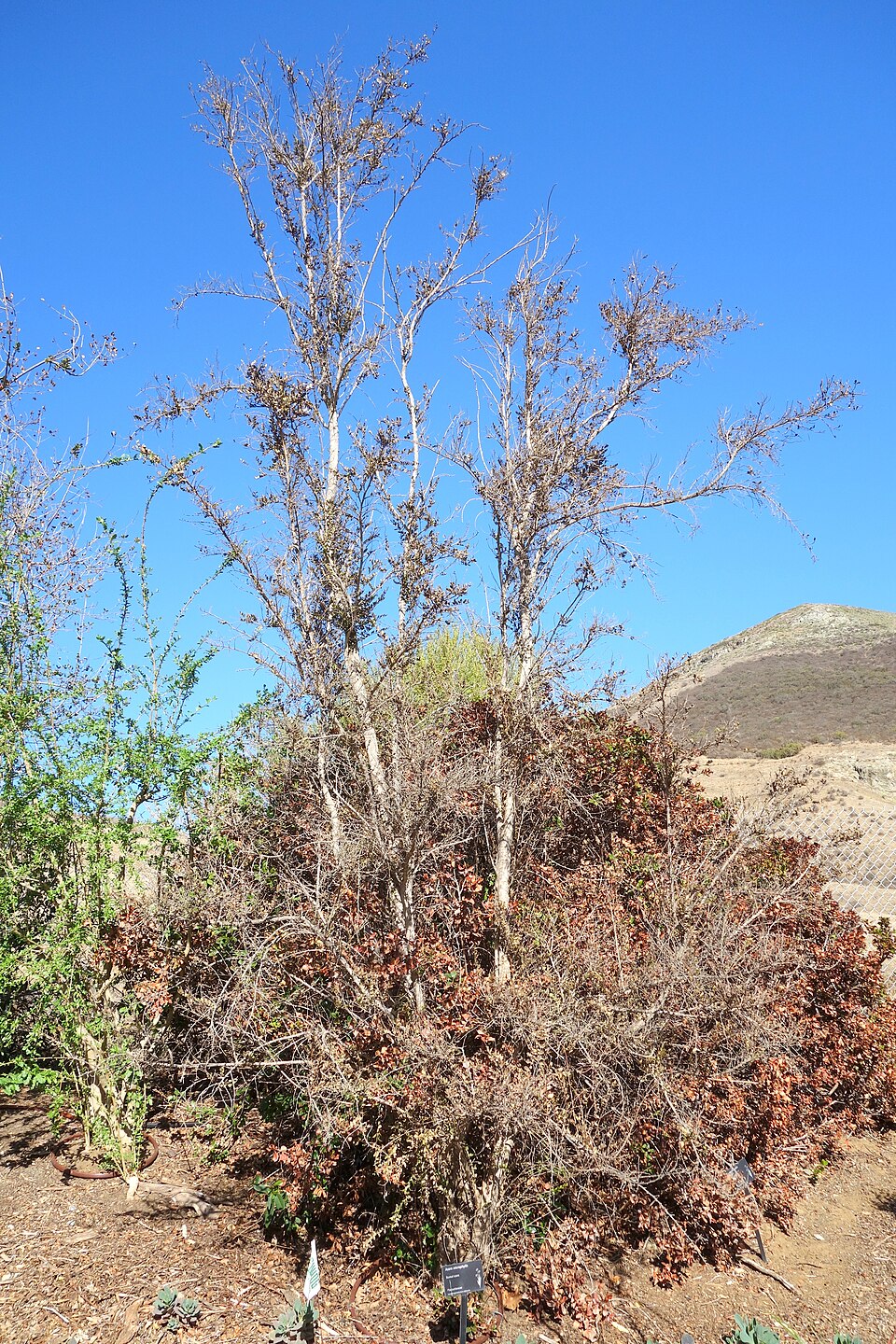 Azara microphylla (Boxleaf azara) (alternate view 12)