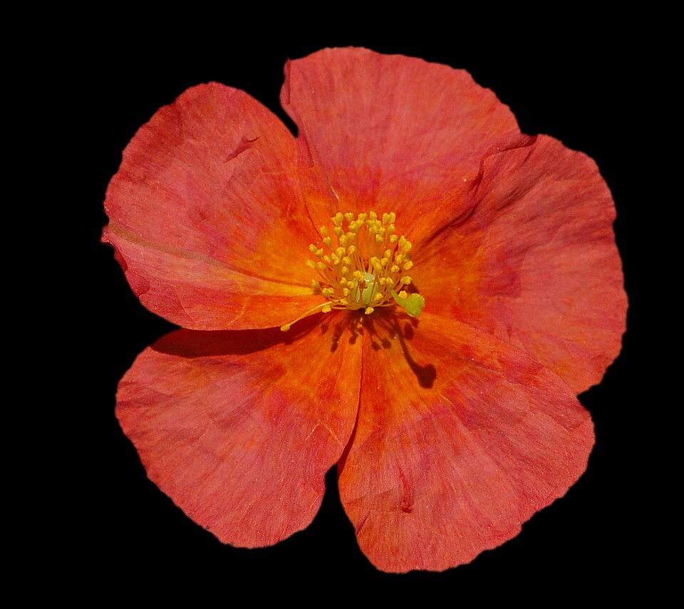 Helianthemum nummularium 'Fire Dragon' (Fire Dragon Sun Rose) (alternate view 3)