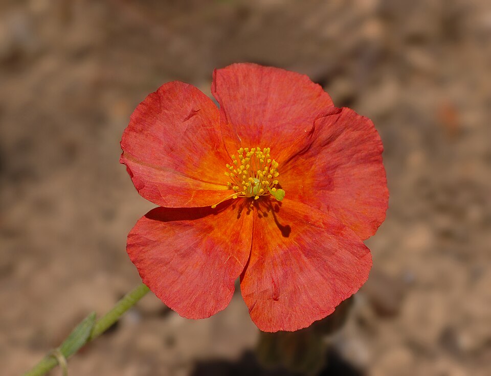 Helianthemum nummularium 'Fire Dragon' (Fire Dragon Sun Rose) (alternate view 4)