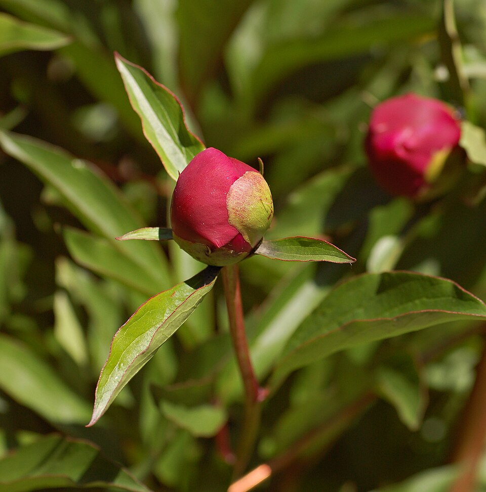 Paeonia 'Big Ben' (Big Ben Peony)