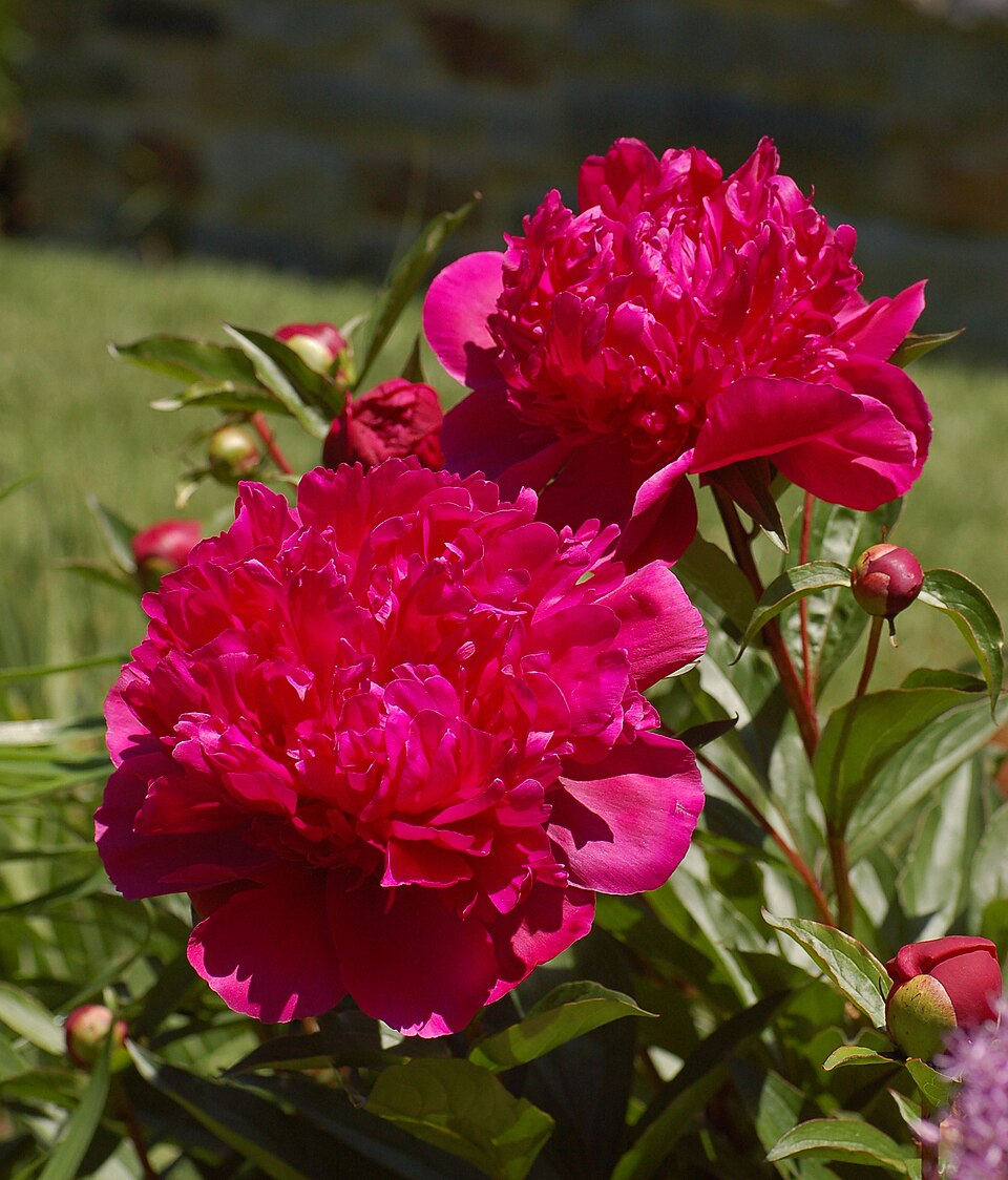 Paeonia 'Big Ben' (Big Ben Peony) (alternate view 2)