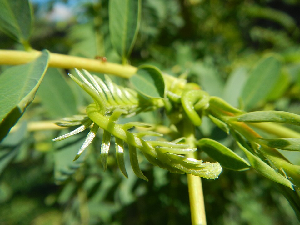 Sesbania grandiflora (Hummingbird Tree) (alternate view 7)