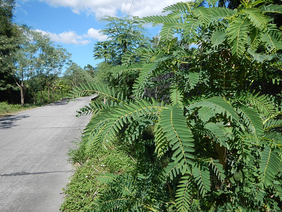 Sesbania grandiflora (Hummingbird Tree) (alternate view 8)