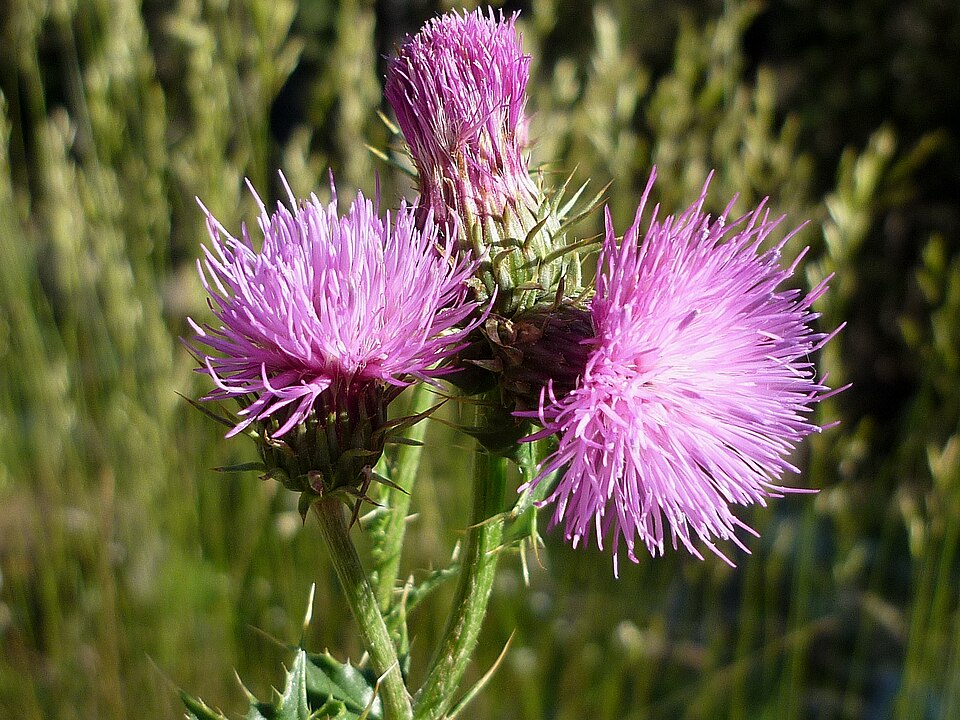 Carduus tenuiflorus (slenderflower thistle) (alternate view 7)