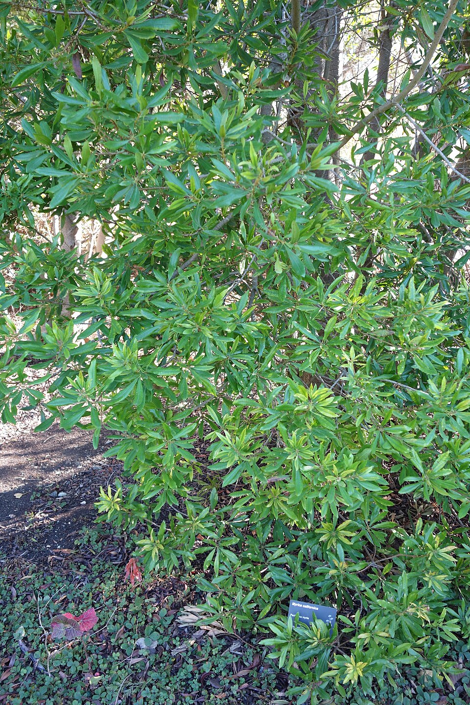 Myrica californica (California Wax Myrtle; California Bayberry) (alternate view 2)