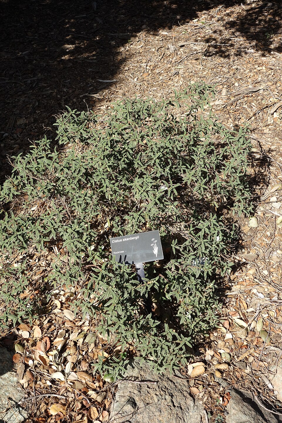 Cistus x skanbergii (alternate view 8)