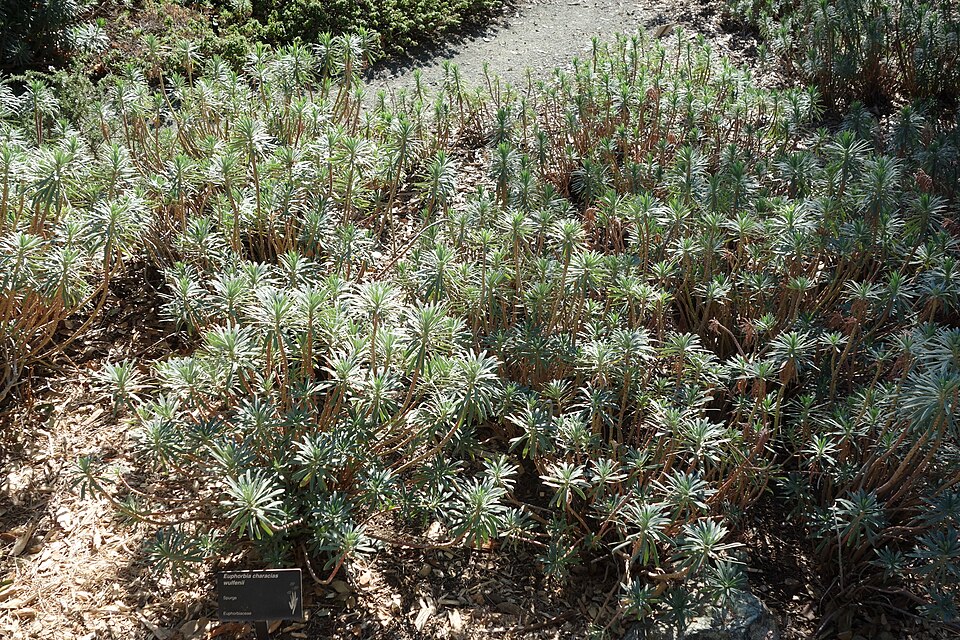 Euphorbia characias wulfenii (Mediterranean spurge) (alternate view 11)