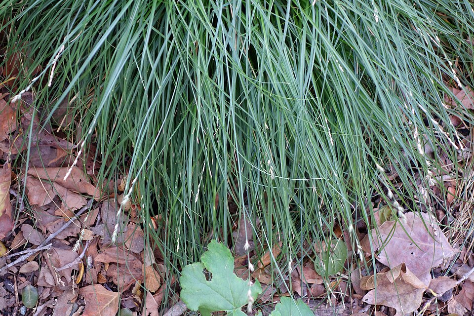 Carex divulsa (Berkeley Sedge) (alternate view 3)