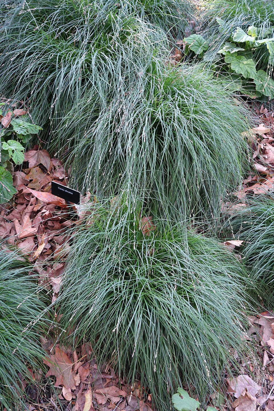 Carex divulsa (Berkeley Sedge) (alternate view 4)