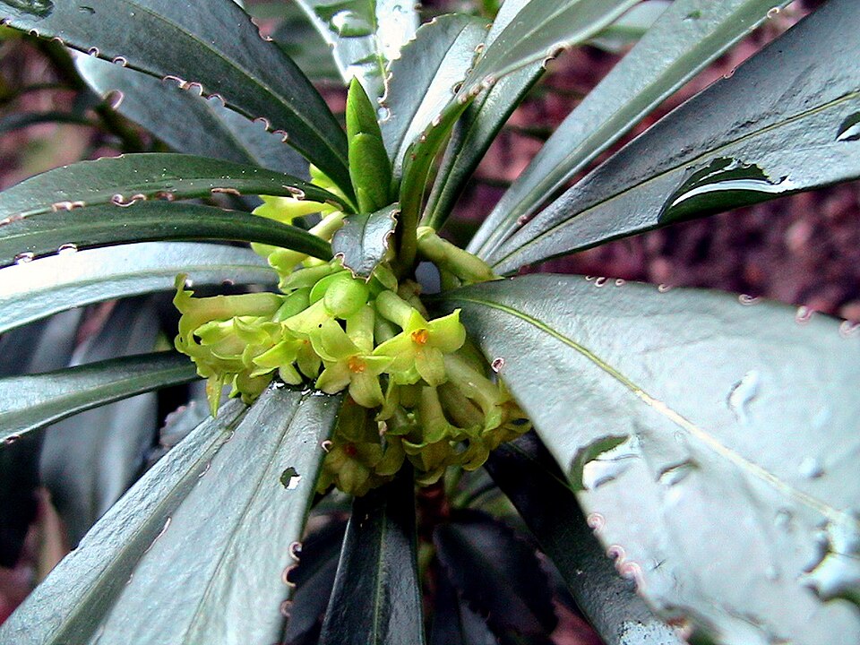 Daphne laureola (spurge daphne) (alternate view 11)