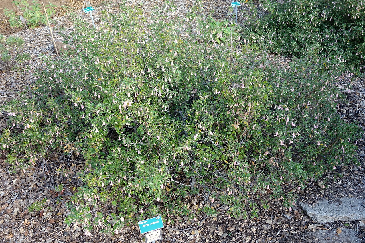 Correa pulchella, Salmon correa — mounding evergreen (Rutaceae) (image 3 of 10)