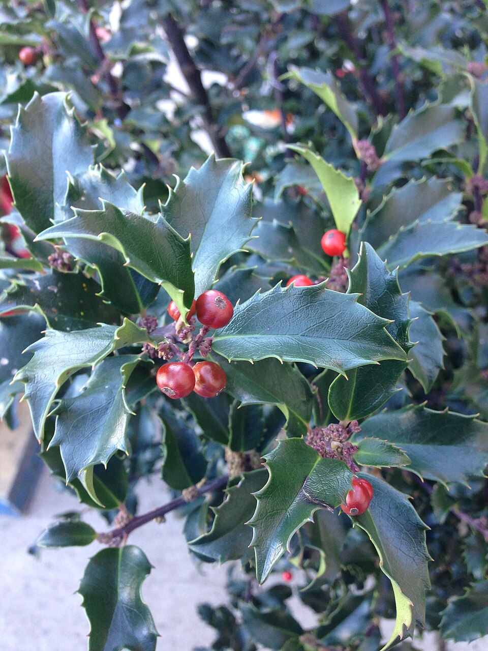 Ilex meserveae (Meserve Holly) (alternate view 10)