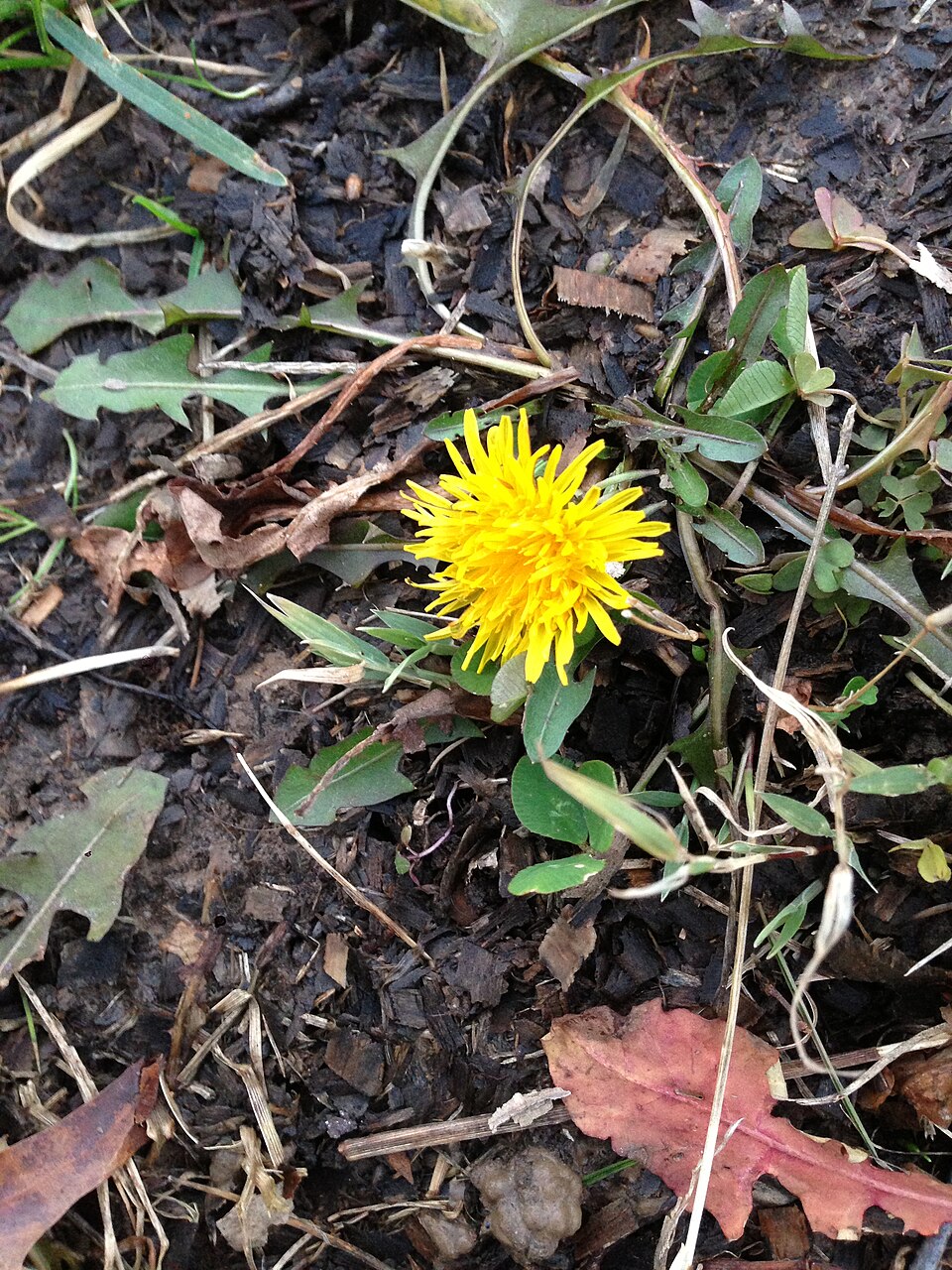 Taraxacum officinale (Dandelion Greens) (alternate view 7)