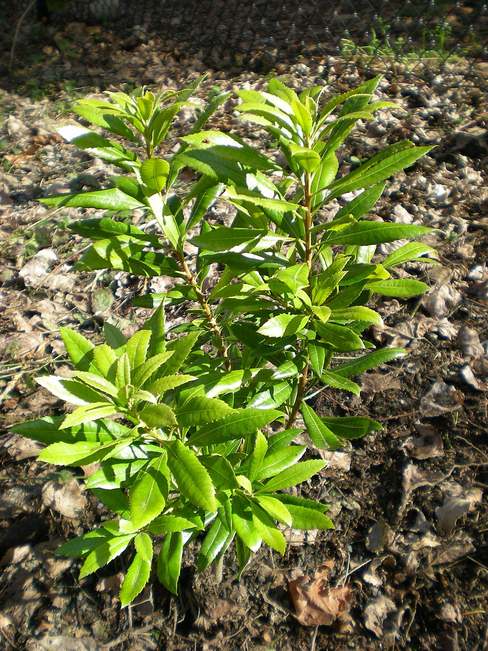 Morella californica (California wax myrtle)