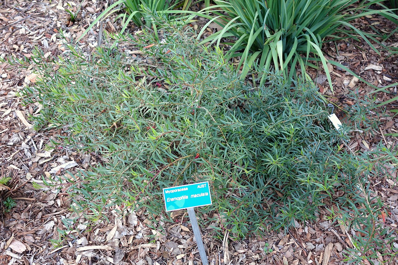 Eremophila maculata, Spotted emu bush — spreading evergreen (Scrophulariaceae) (image 5 of 8)
