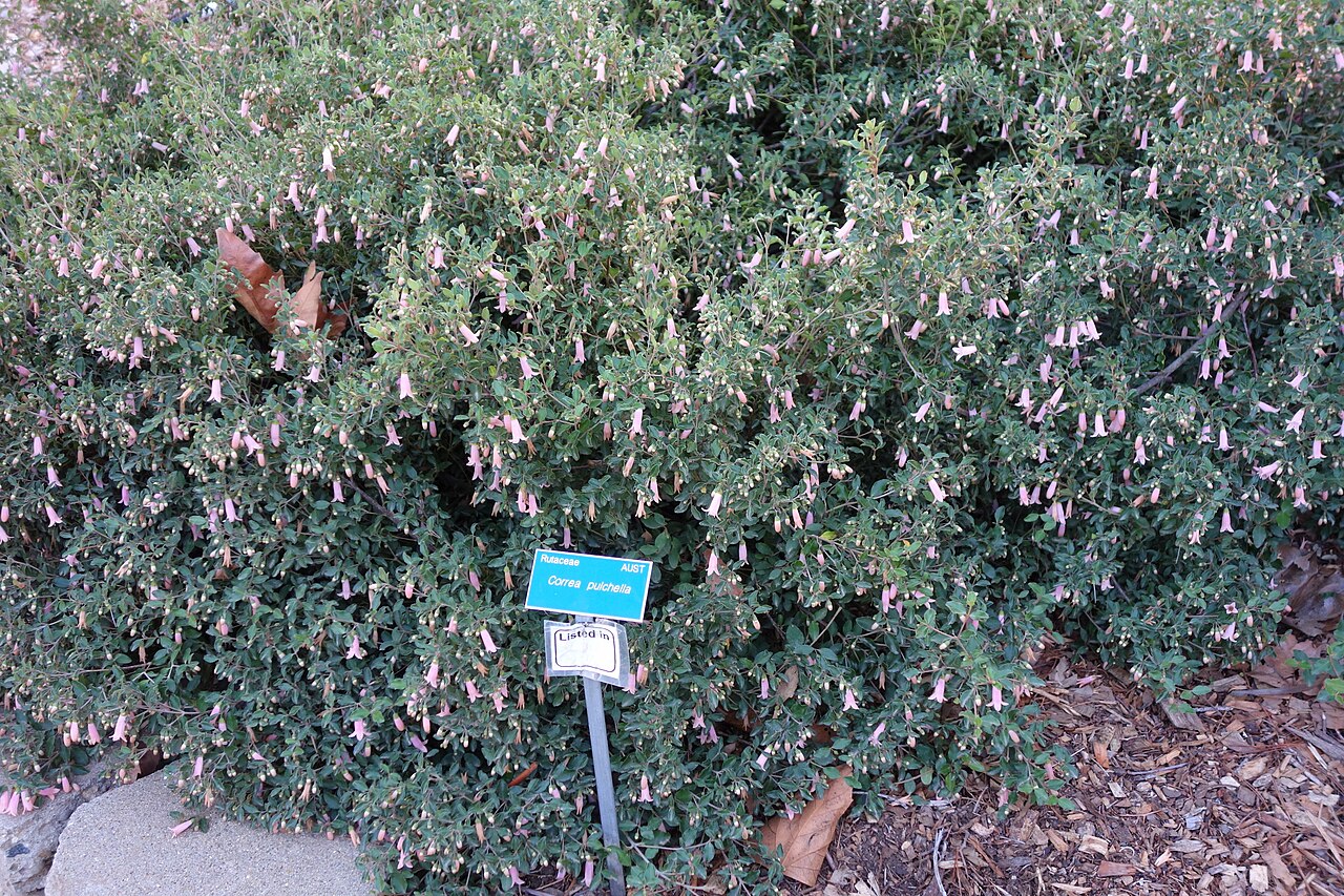 Correa pulchella, Salmon correa — mounding evergreen (Rutaceae) (image 4 of 10)