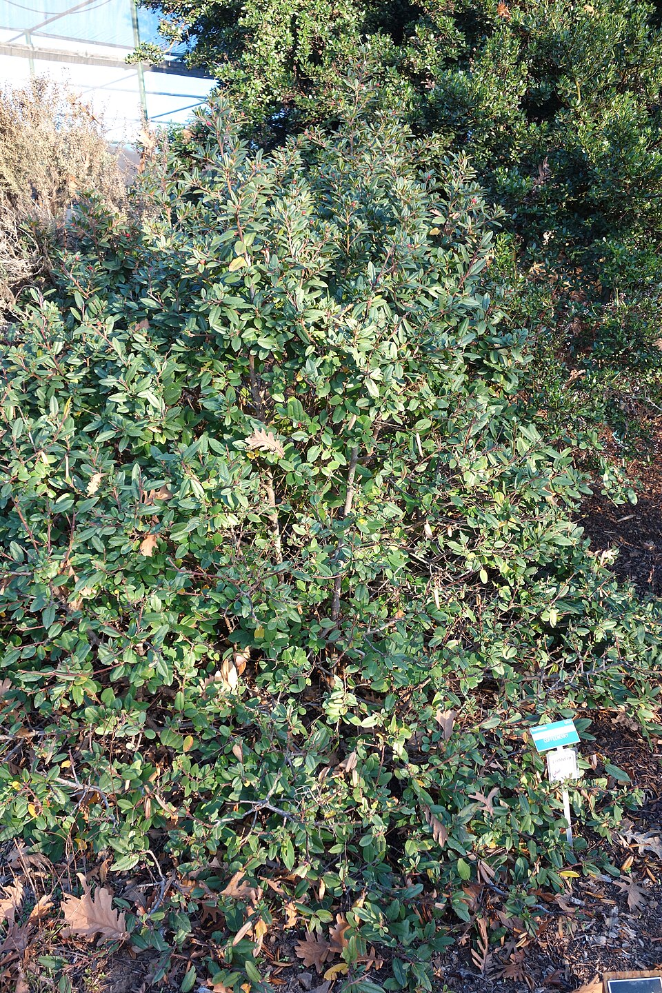 Frangula californica (coffeeberry)