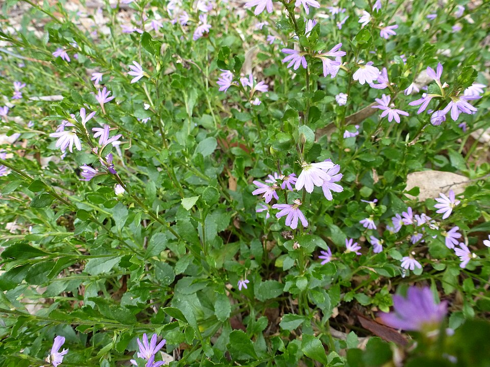 Scaevola albida (white fanflower) (alternate view 7)