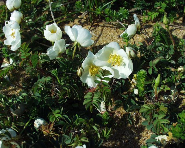 Rosa spinosissima (Burnet Rose)