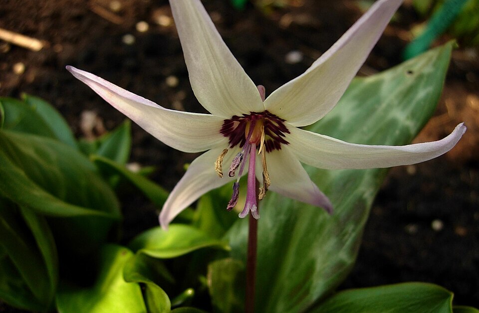 Erythronium hendersonii (Fawn Lily) (alternate view 7)