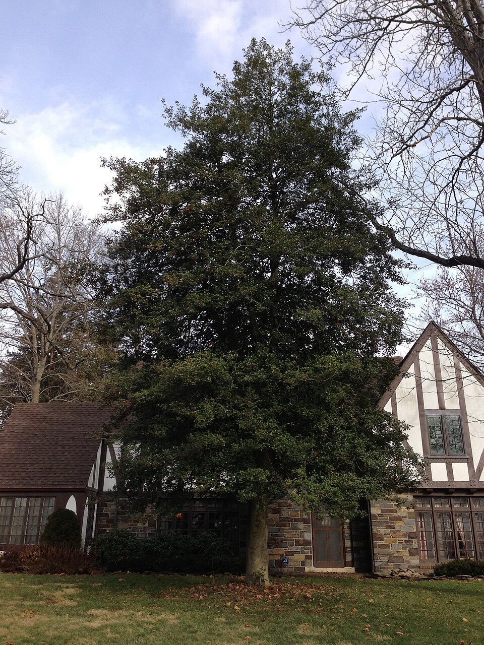 Ilex opaca (American Holly) (alternate view 9)