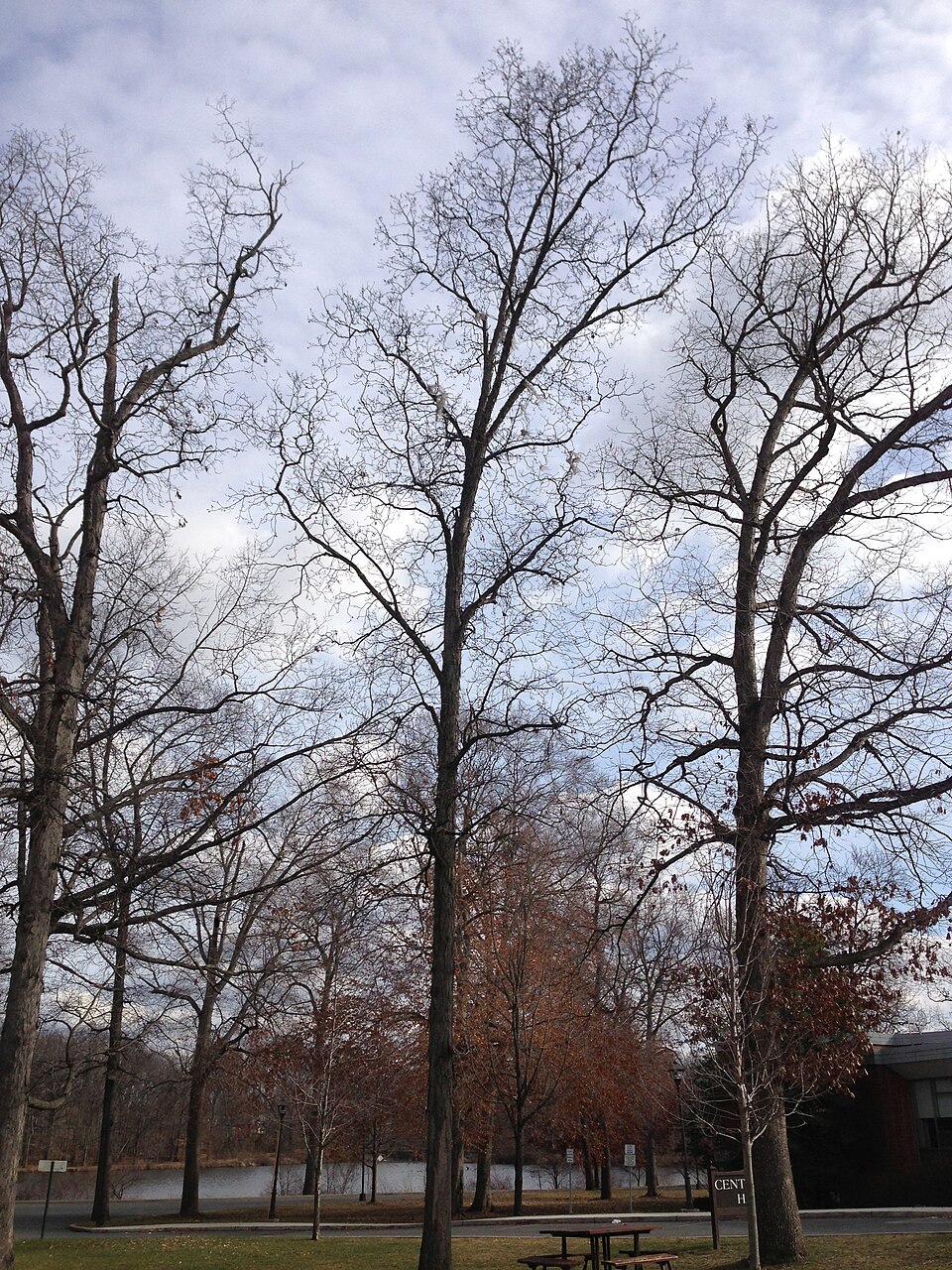 Carya ovata (shagbark hickory)