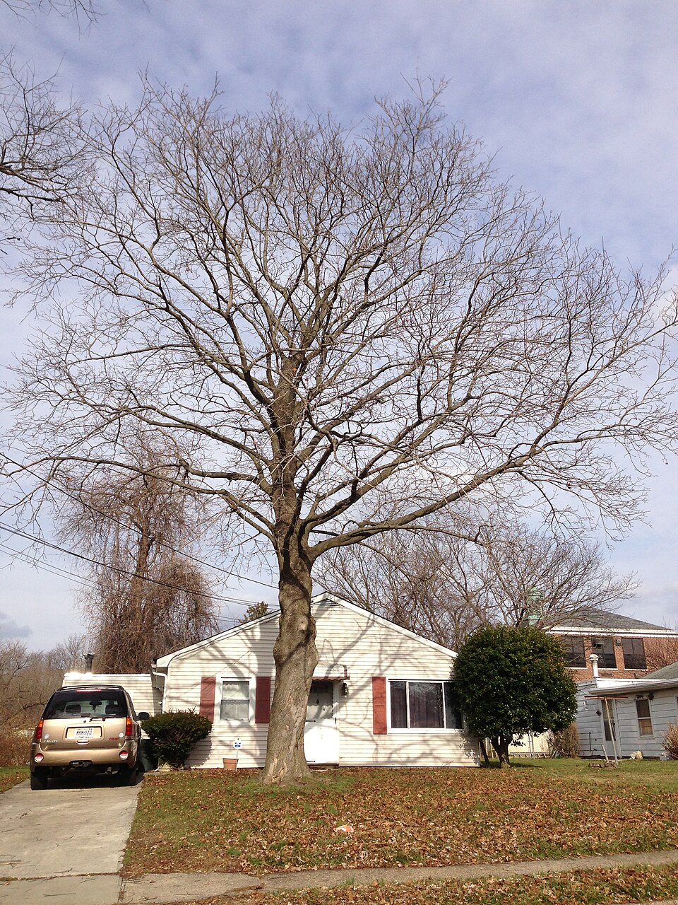 Acer platanoides 'Crimson King' (Crimson King maple)