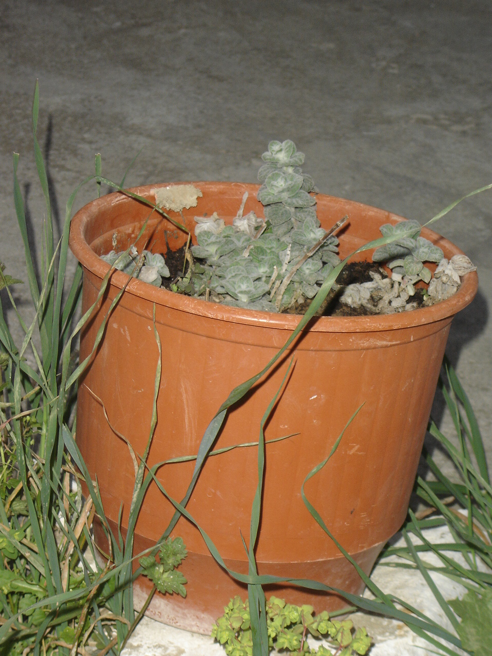 Origanum dictamnus (dittany of Crete) (alternate view 12)