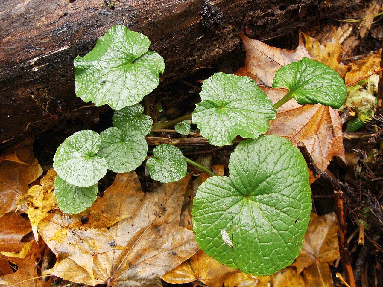 Eutrema japonicum, Wasabi — clumping semi-evergreen (Brassicaceae) (image 3 of 10)