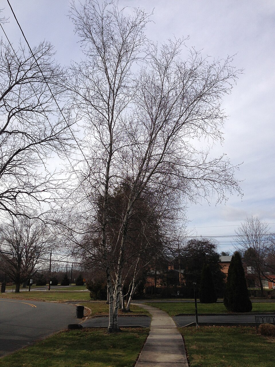 Betula populifolia (gray birch) (alternate view 6)
