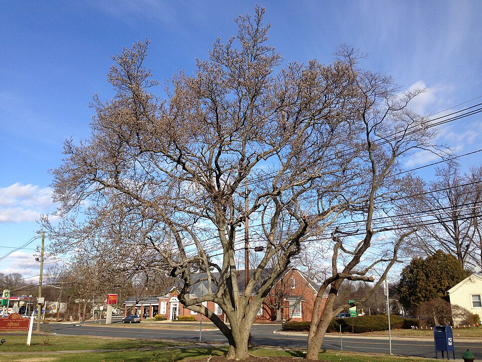 Magnolia × soulangeana (saucer magnolia) (alternate view 6)