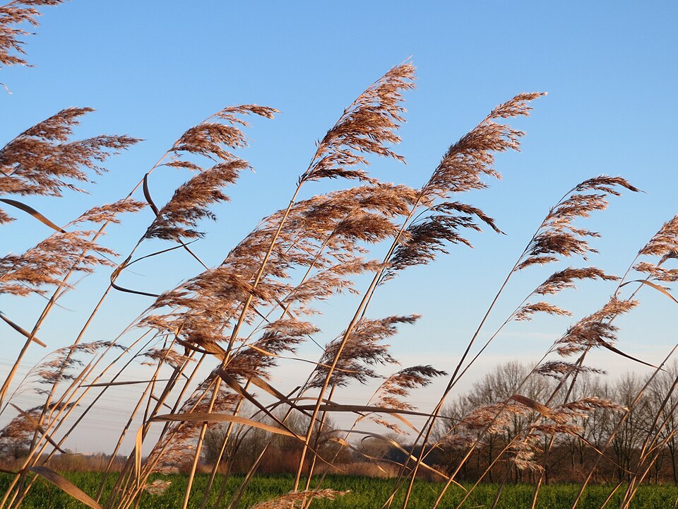 Phragmites australis (common reed)