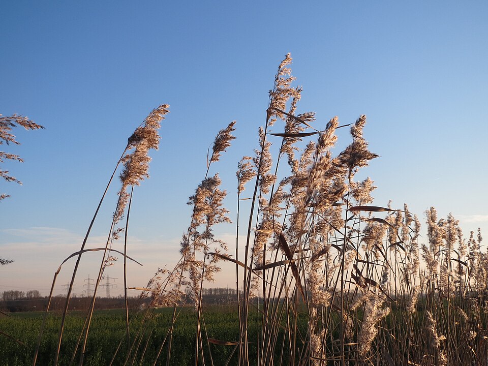 Phragmites australis (common reed)