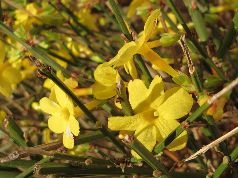 Jasminum nudiflorum (winter jasmine) (alternate view 10)