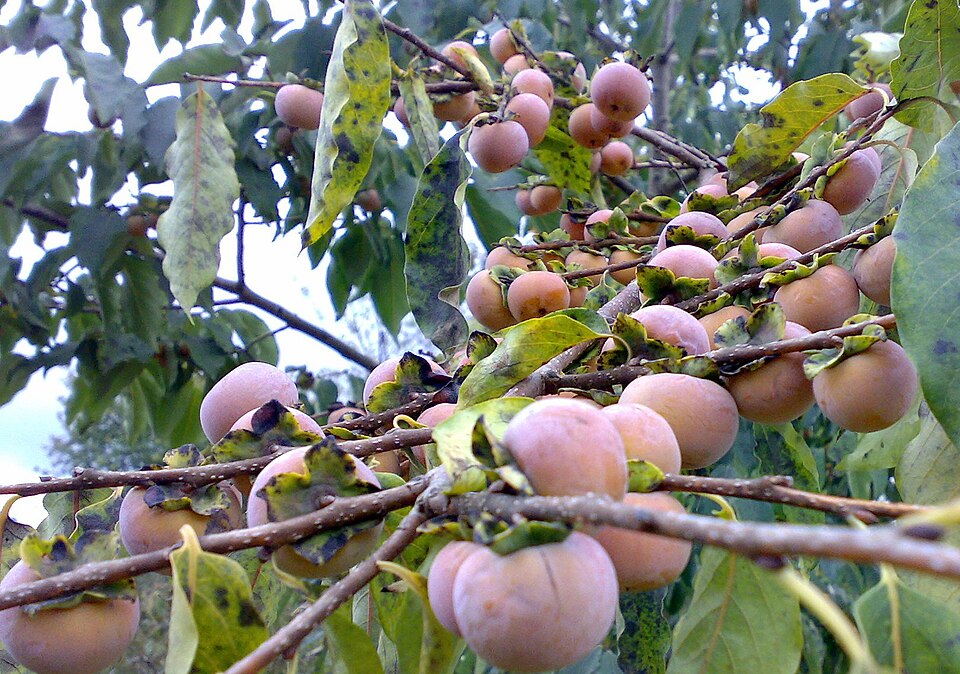 Diospyros lotus (Date Plum) (alternate view 6)