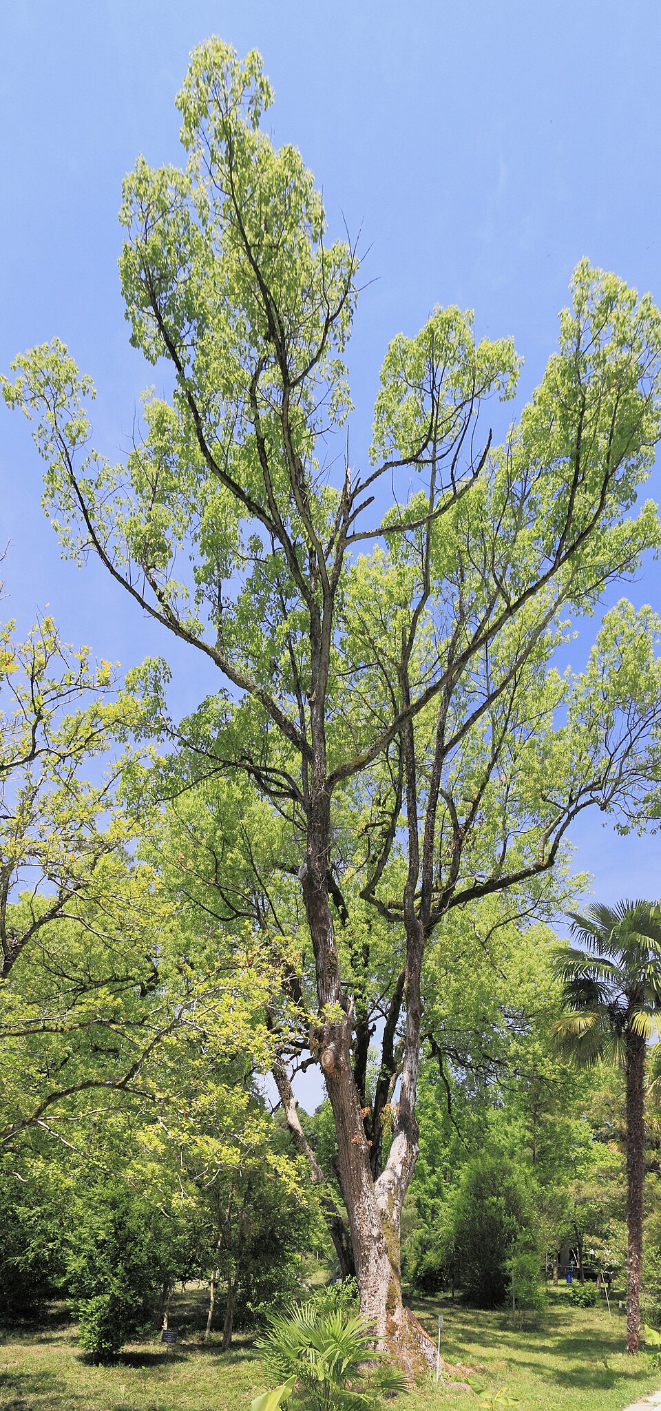 Camphora officinarum (Camphor)