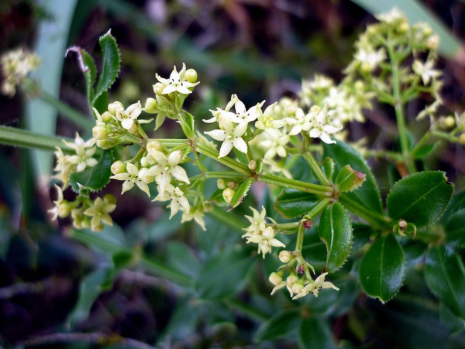 Rubia peregrina (Wild Madder)