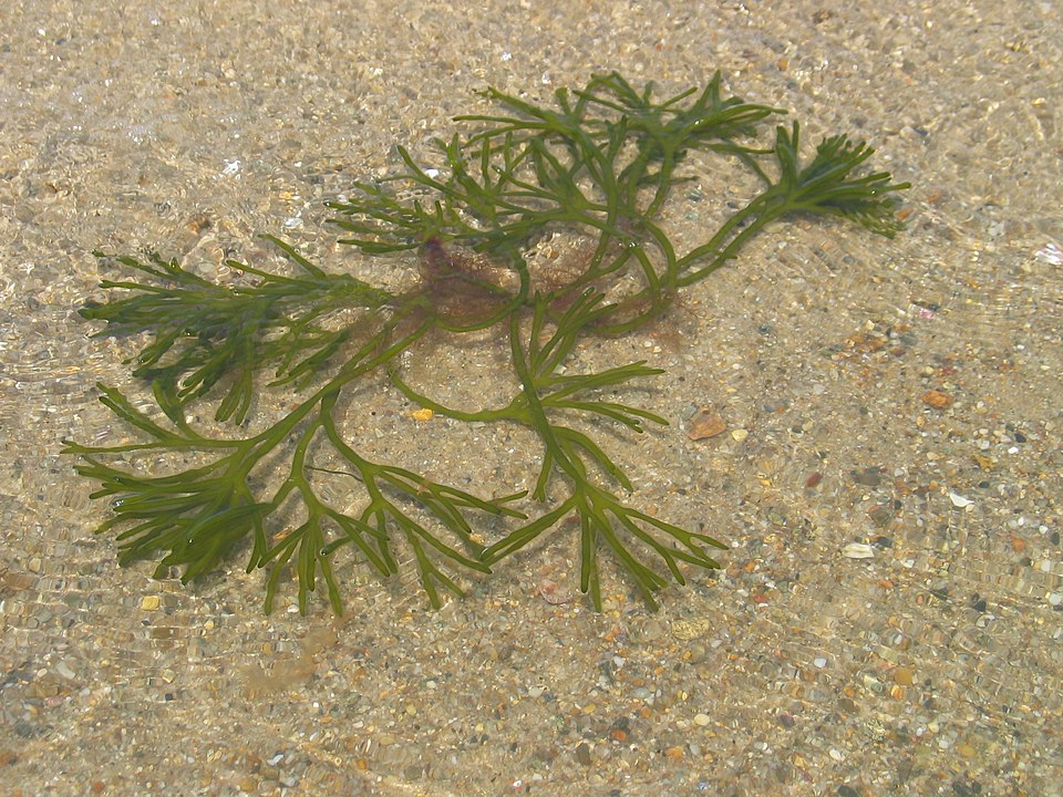 Codium fragile (Dead Man's Fingers) (alternate view 6)