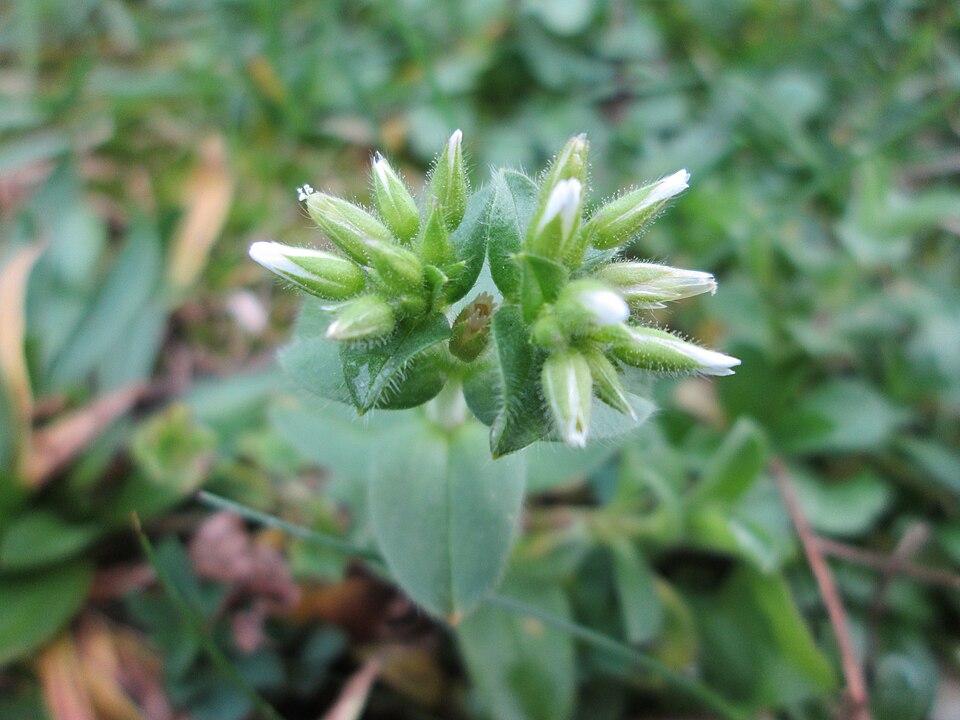 Cerastium glomeratum (Sticky mouse-ear chickweed)