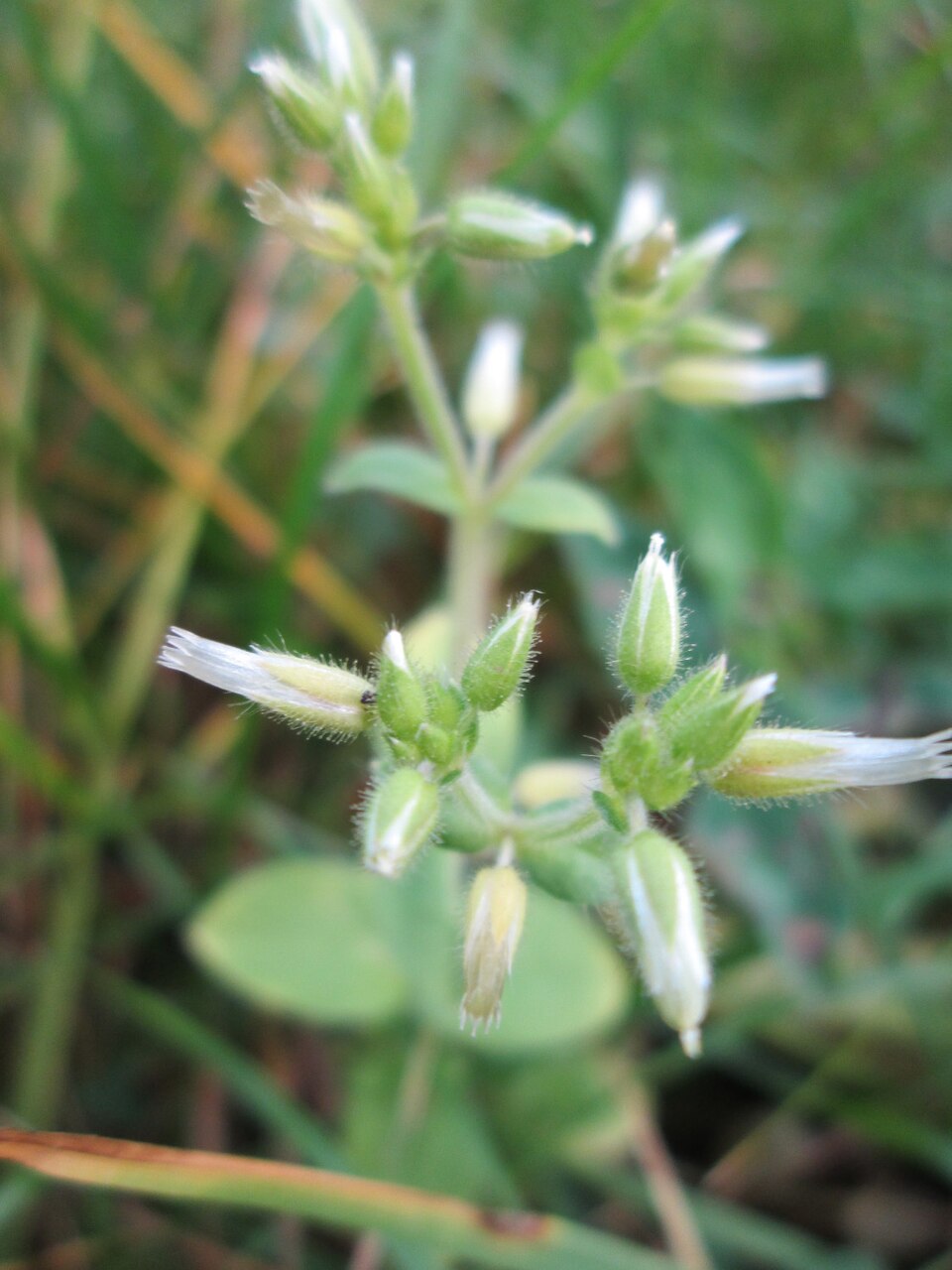 Cerastium glomeratum (Sticky mouse-ear chickweed)