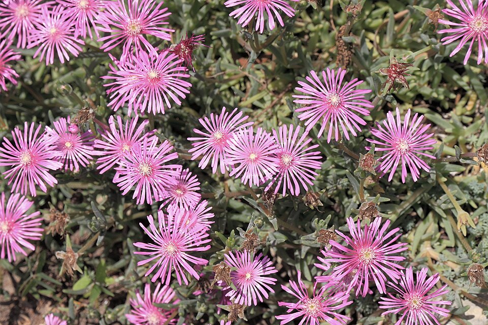Delosperma (Sheepfigs) (alternate view 2)