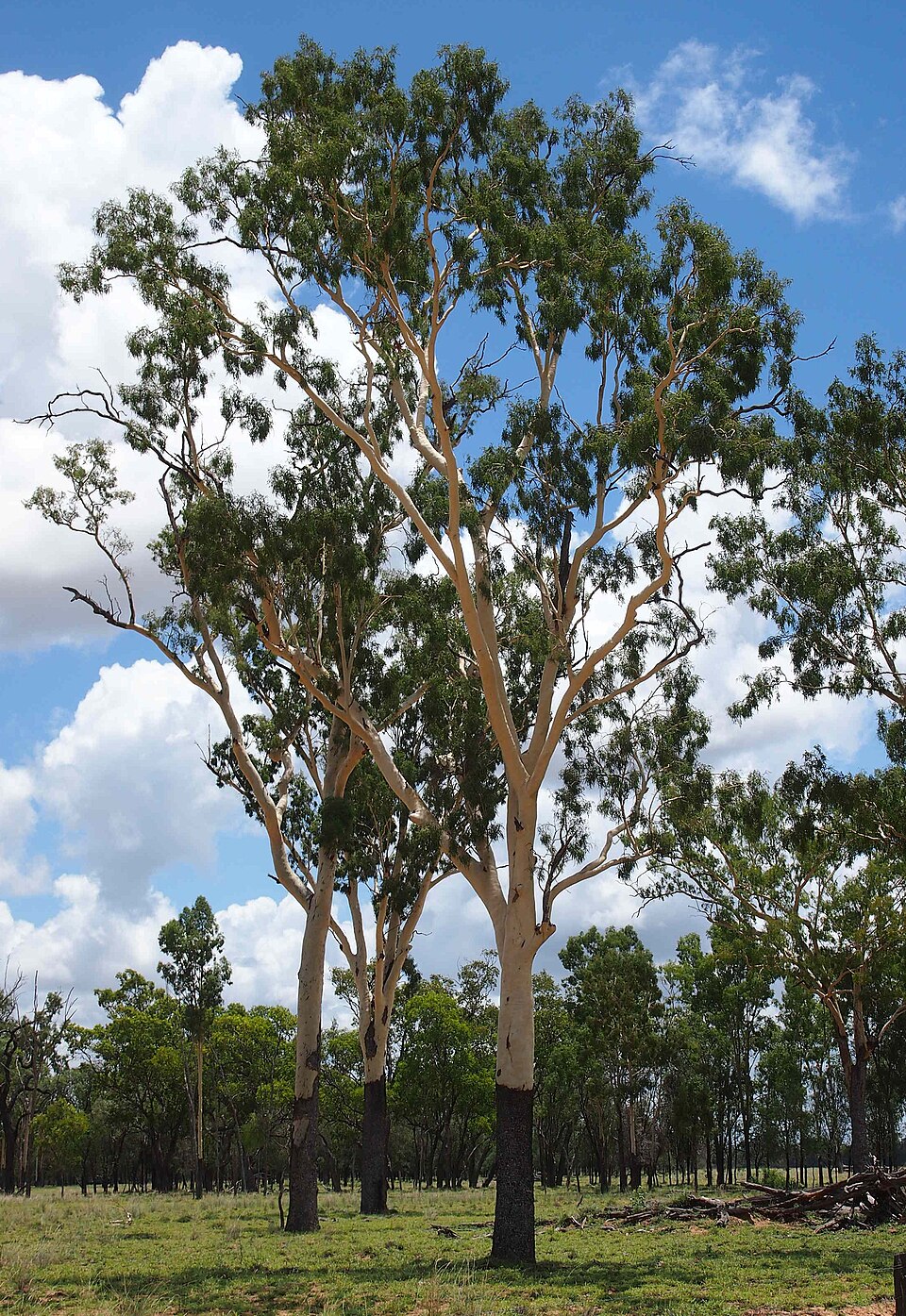 Corymbia tessellaris (Carbeen) (alternate view 3)
