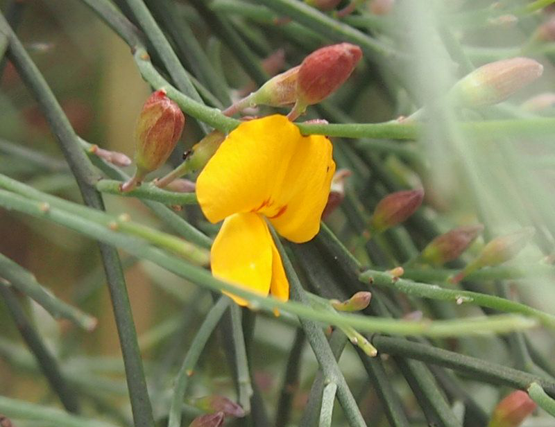 Jacksonia scoparia (winged broom-pea) (alternate view 7)