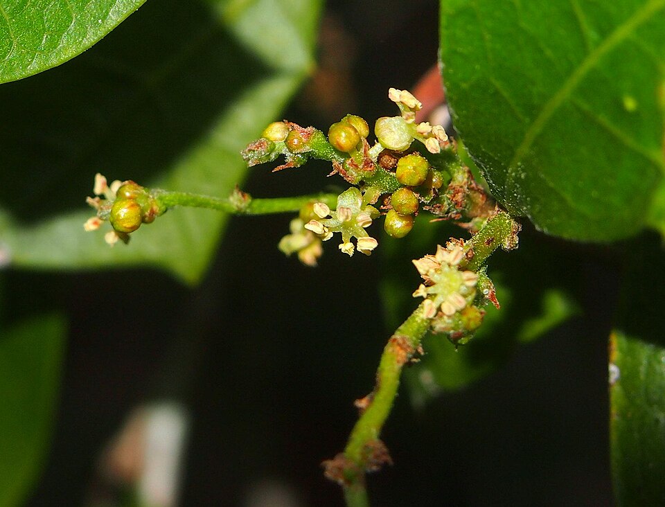 Alchornea ilicifolia (Native Holly) (alternate view 3)