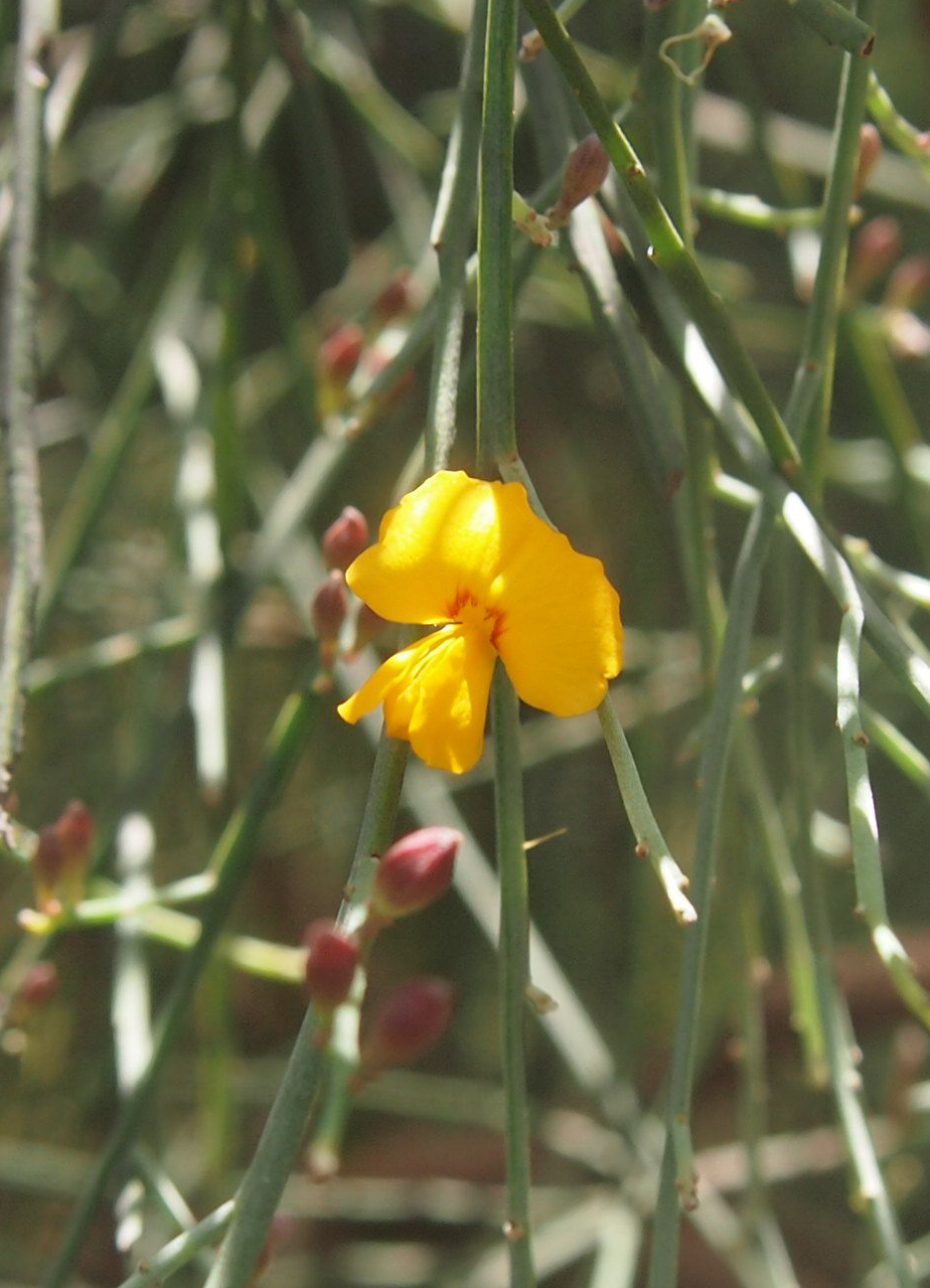 Jacksonia scoparia (winged broom-pea) (alternate view 8)