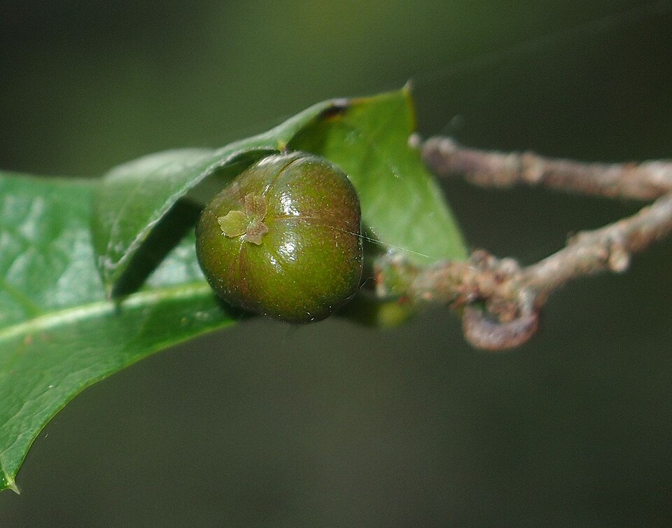 Alchornea ilicifolia (Native Holly) (alternate view 4)
