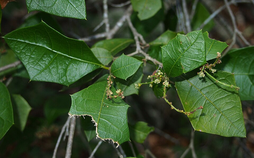 Alchornea ilicifolia (Native Holly) (alternate view 5)