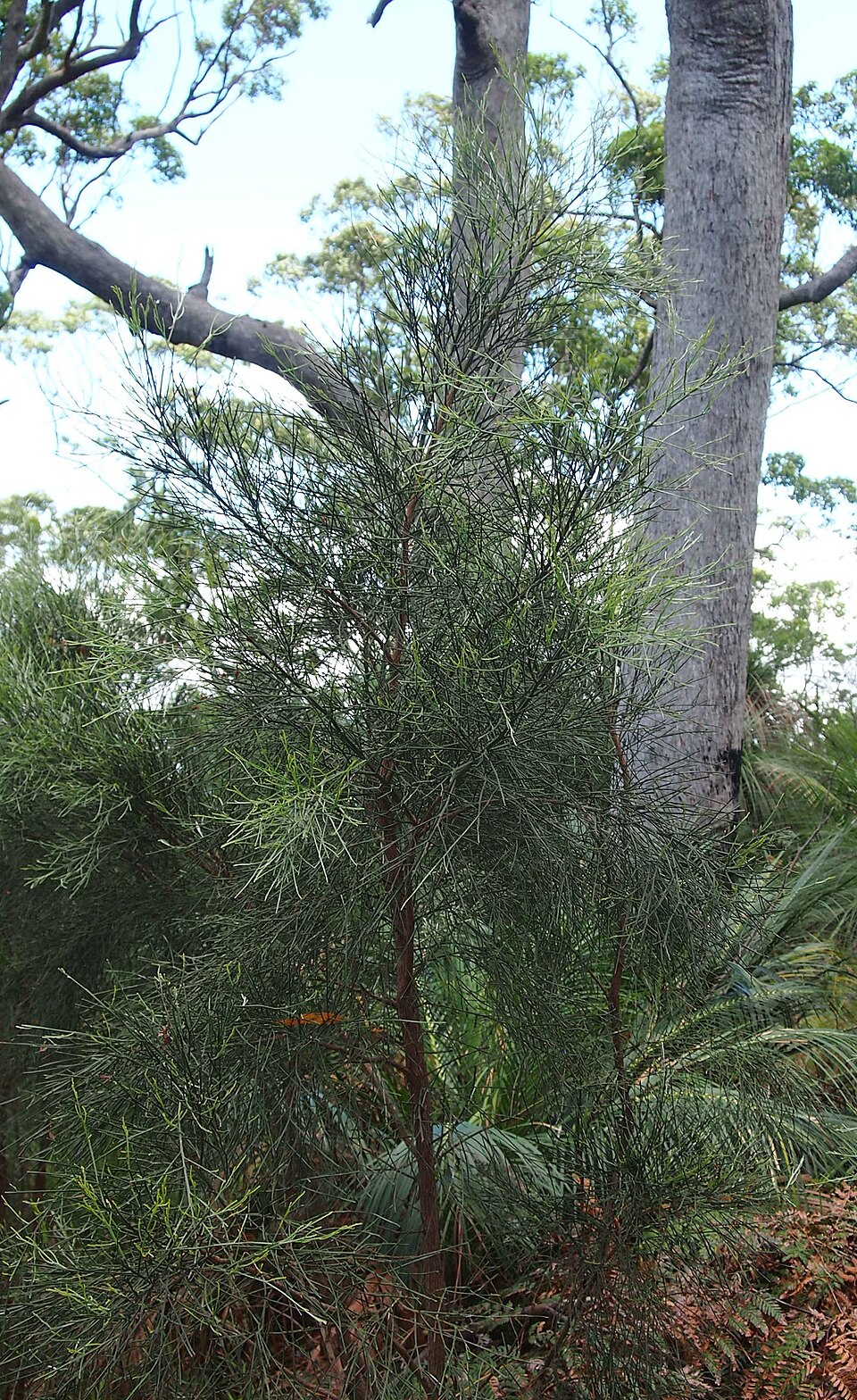 Jacksonia scoparia (winged broom-pea) (alternate view 9)