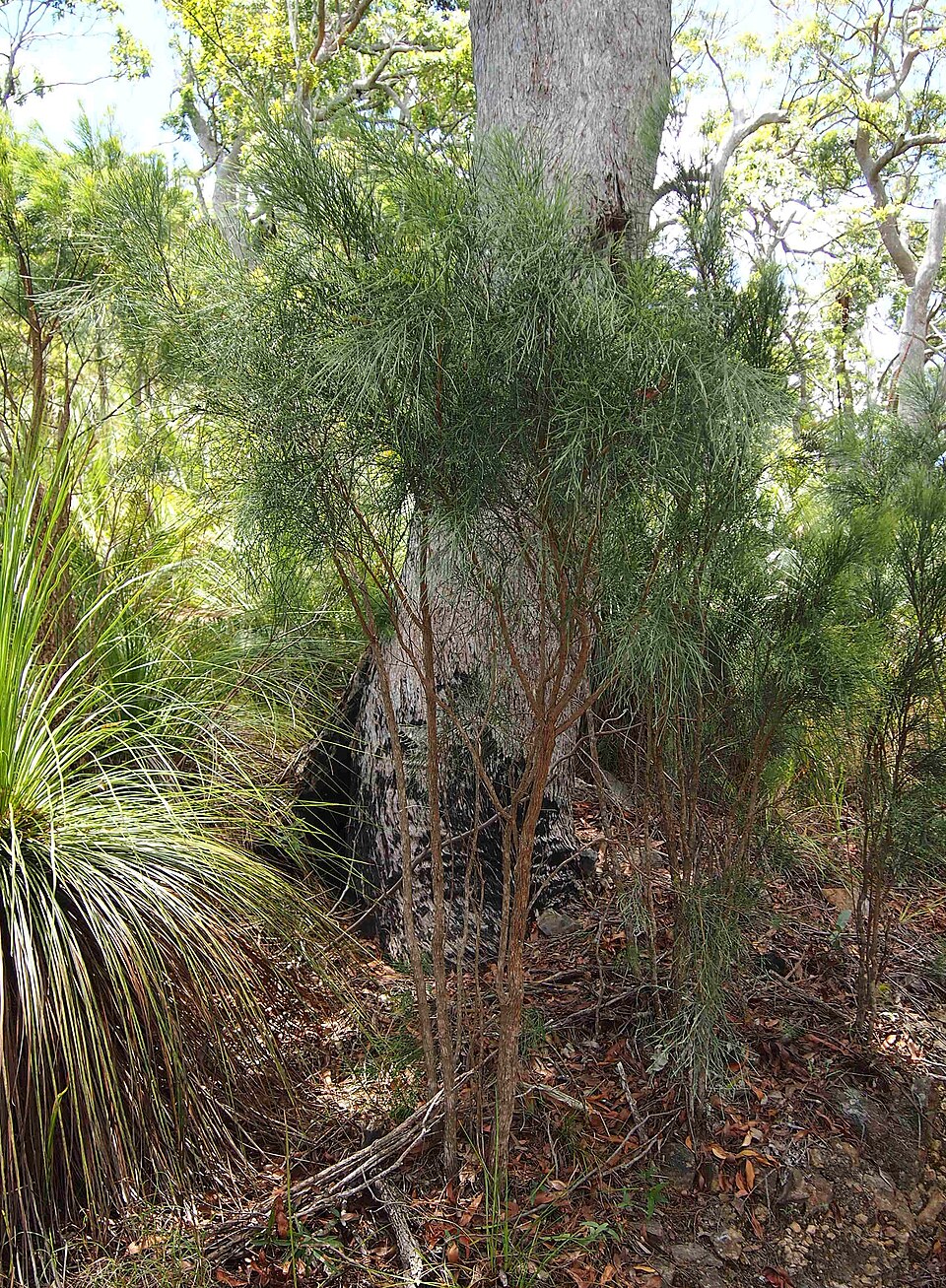Jacksonia scoparia (winged broom-pea) (alternate view 10)